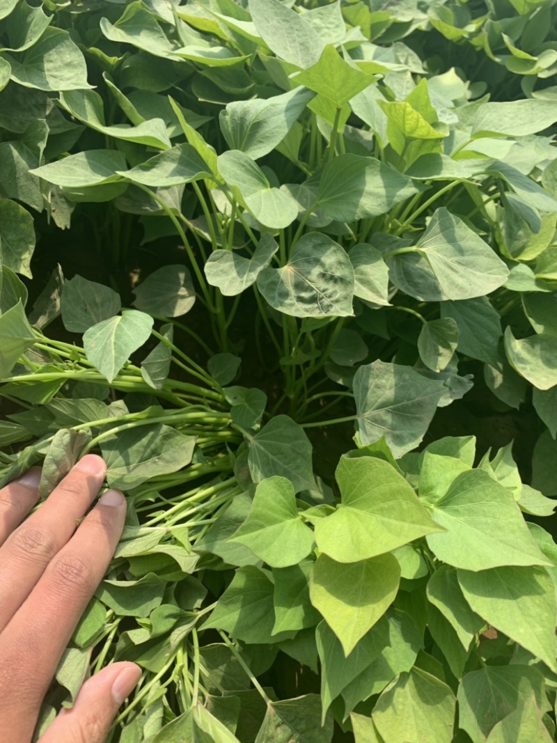 红薯苗商薯19大量出售
