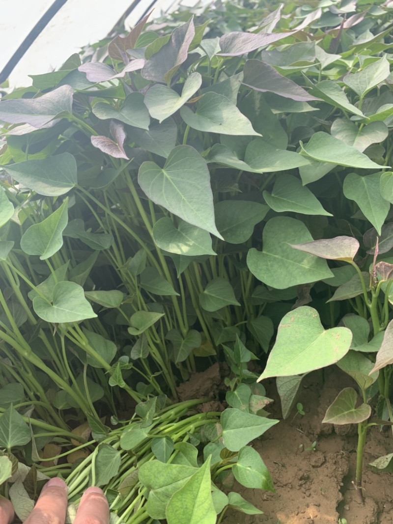 红薯苗商薯19大量出售