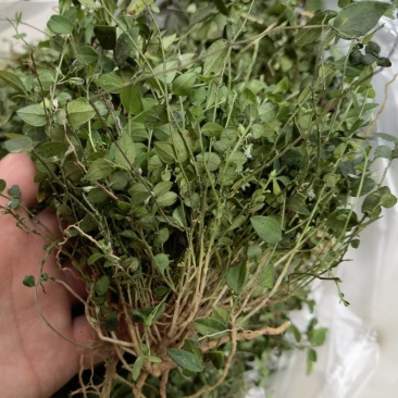 风药斑鸠窝草斑鸠草小瓜子金