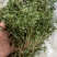 风药斑鸠窝草斑鸠草小瓜子金