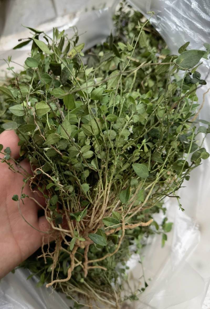 风药斑鸠窝草斑鸠草小瓜子金