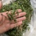 风药斑鸠窝草斑鸠草小瓜子金