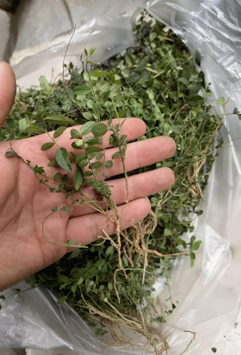 风药斑鸠窝草斑鸠草小瓜子金