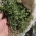 风药斑鸠窝草斑鸠草小瓜子金