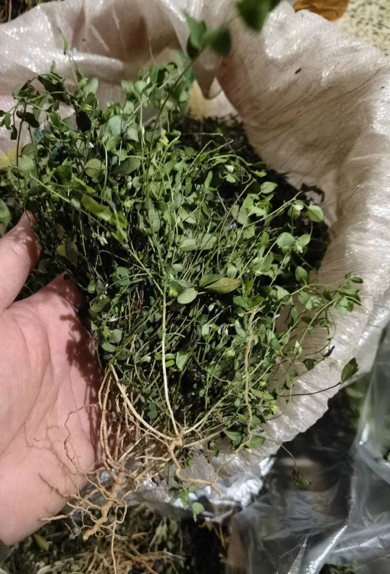 风药斑鸠窝草斑鸠草小瓜子金