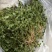 风药斑鸠窝草斑鸠草小瓜子金