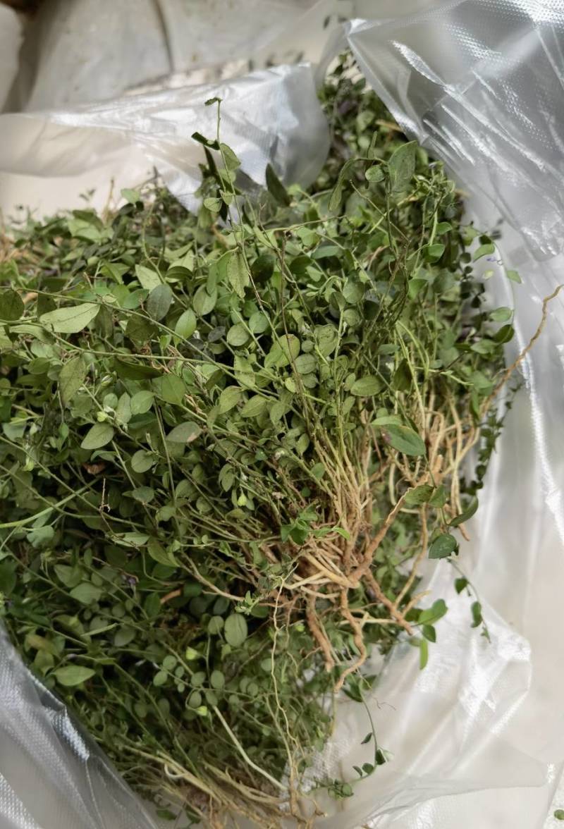 风药斑鸠窝草斑鸠草小瓜子金