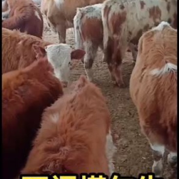 西门塔尔牛，育肥肉牛犊