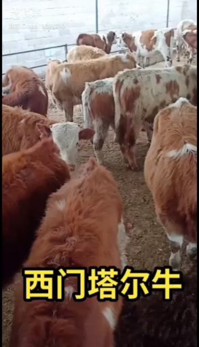 西门塔尔牛，育肥肉牛犊
