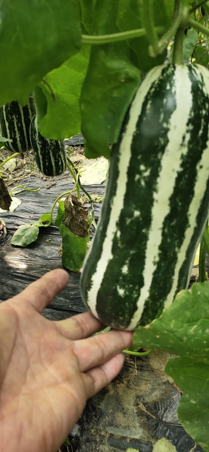 各种水果大量上市欢迎老板前来采购