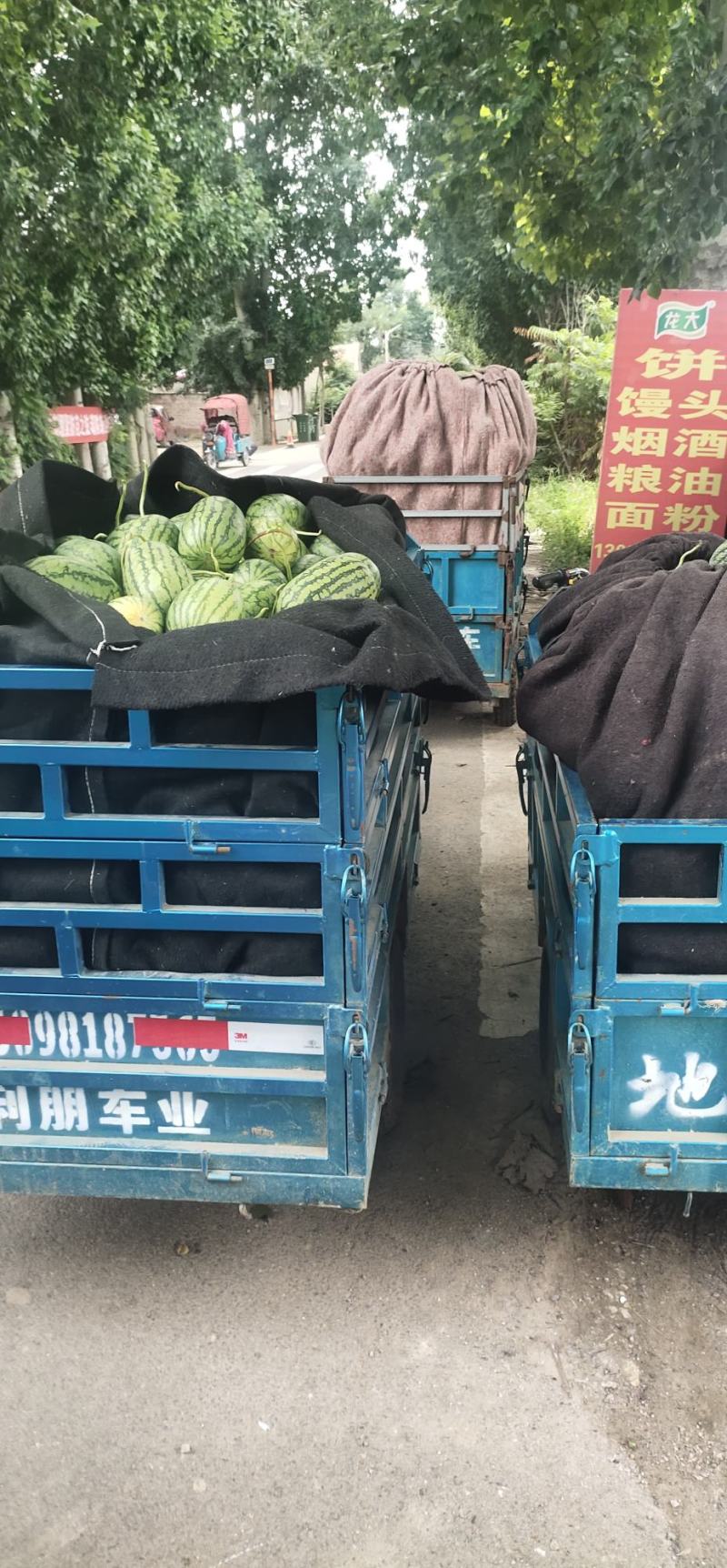 各种水果大量上市欢迎老板前来采购