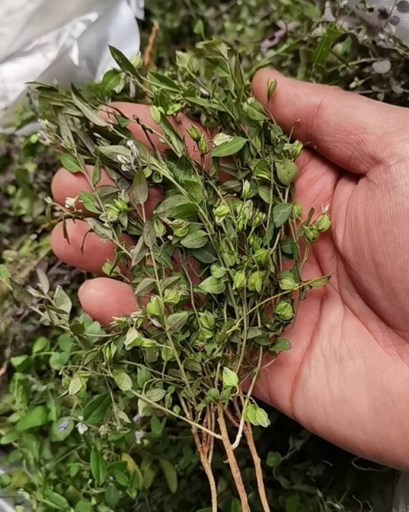风药斑鸠窝草斑鸠草小瓜子金