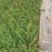 蔷薇，绿化蔷薇，小皮桶蔷薇，蔷薇批发，绿化蔷薇基地，长年