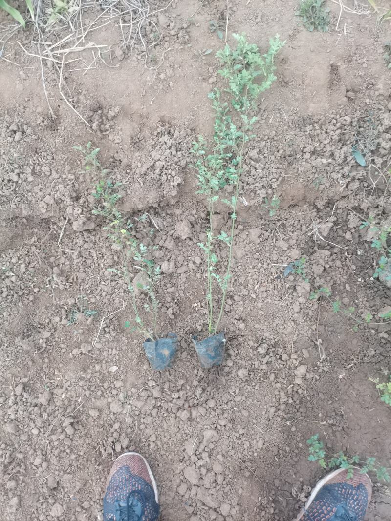蔷薇，绿化蔷薇，小皮桶蔷薇，蔷薇批发，绿化蔷薇基地，长年