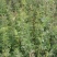 蔷薇，绿化蔷薇，小皮桶蔷薇，蔷薇批发，绿化蔷薇基地，长年