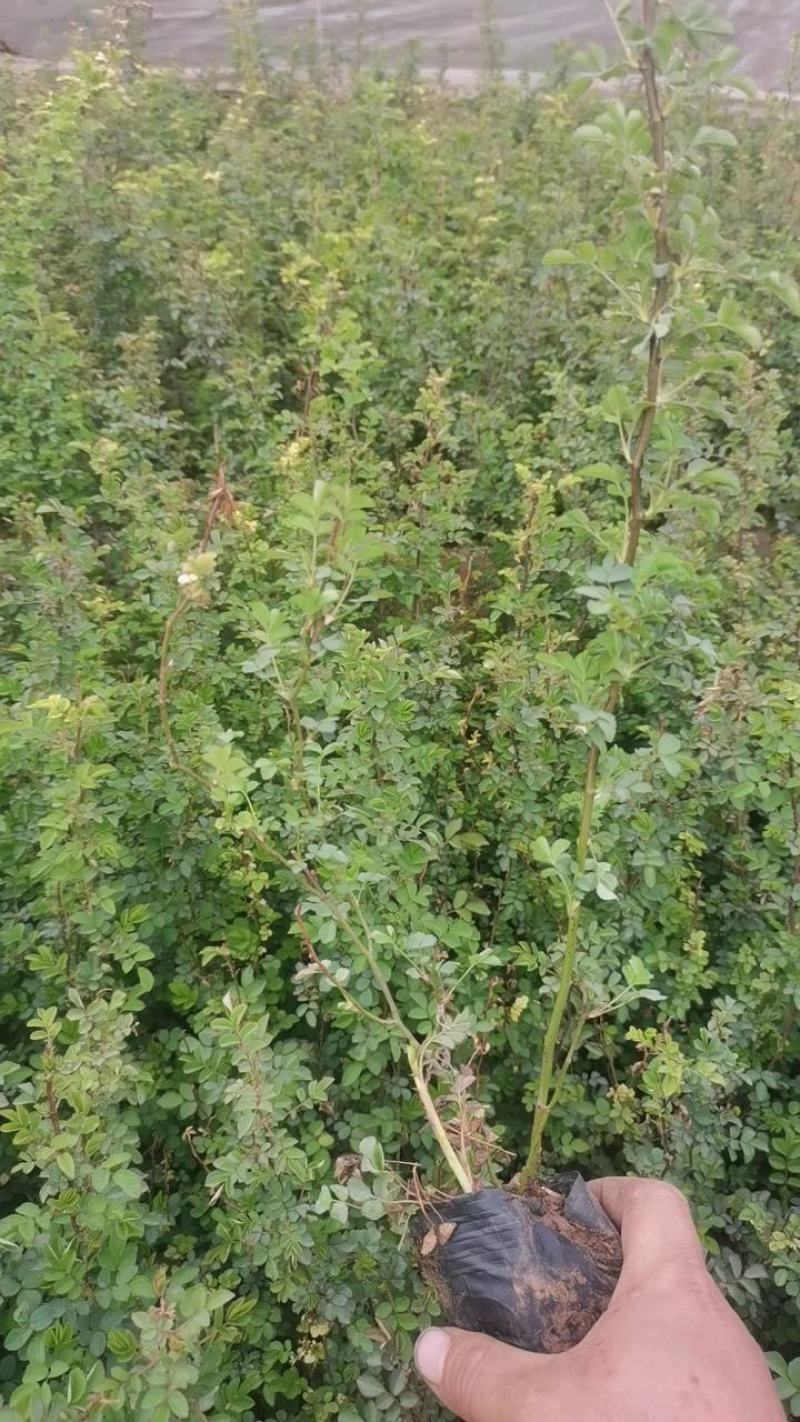 蔷薇，绿化蔷薇，小皮桶蔷薇，蔷薇批发，绿化蔷薇基地，长年