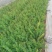 蔷薇，绿化蔷薇，小皮桶蔷薇，蔷薇批发，绿化蔷薇基地，长年