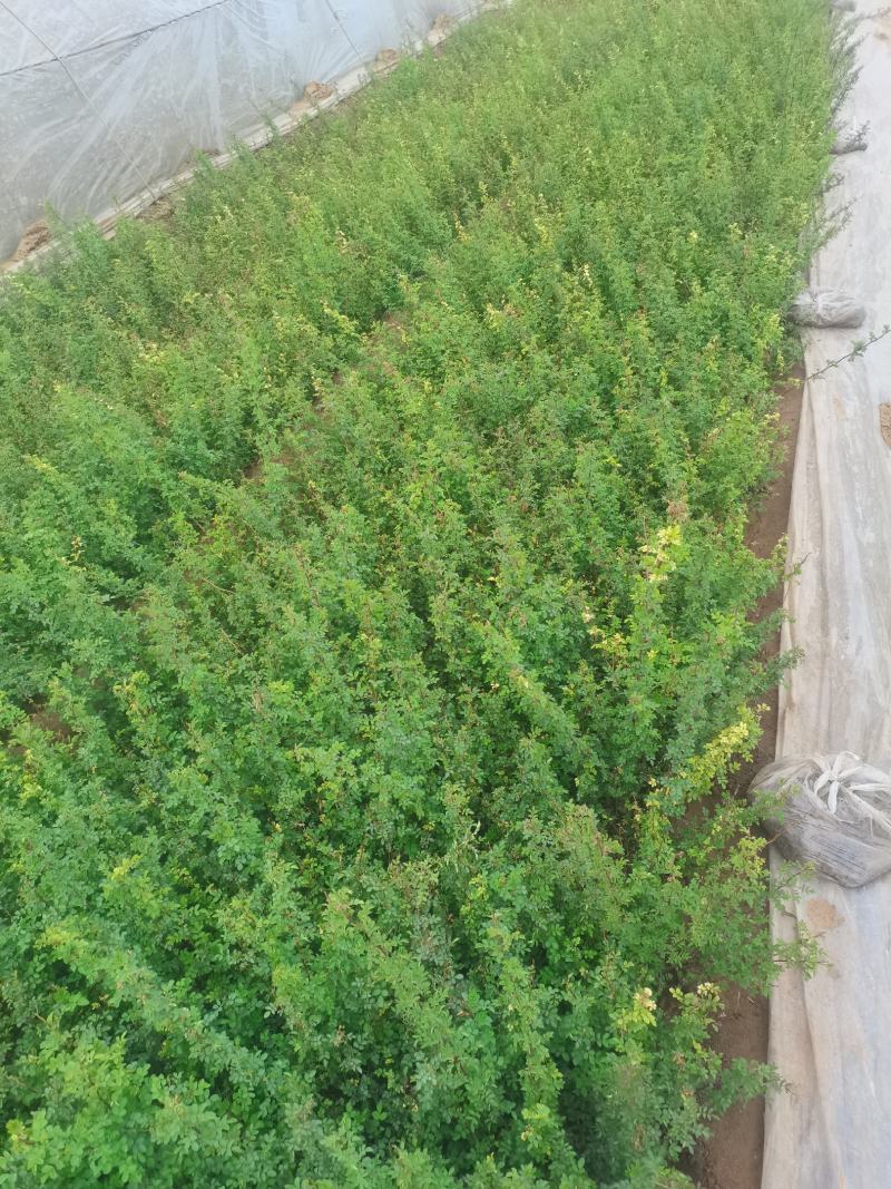 蔷薇，绿化蔷薇，小皮桶蔷薇，蔷薇批发，绿化蔷薇基地，长年