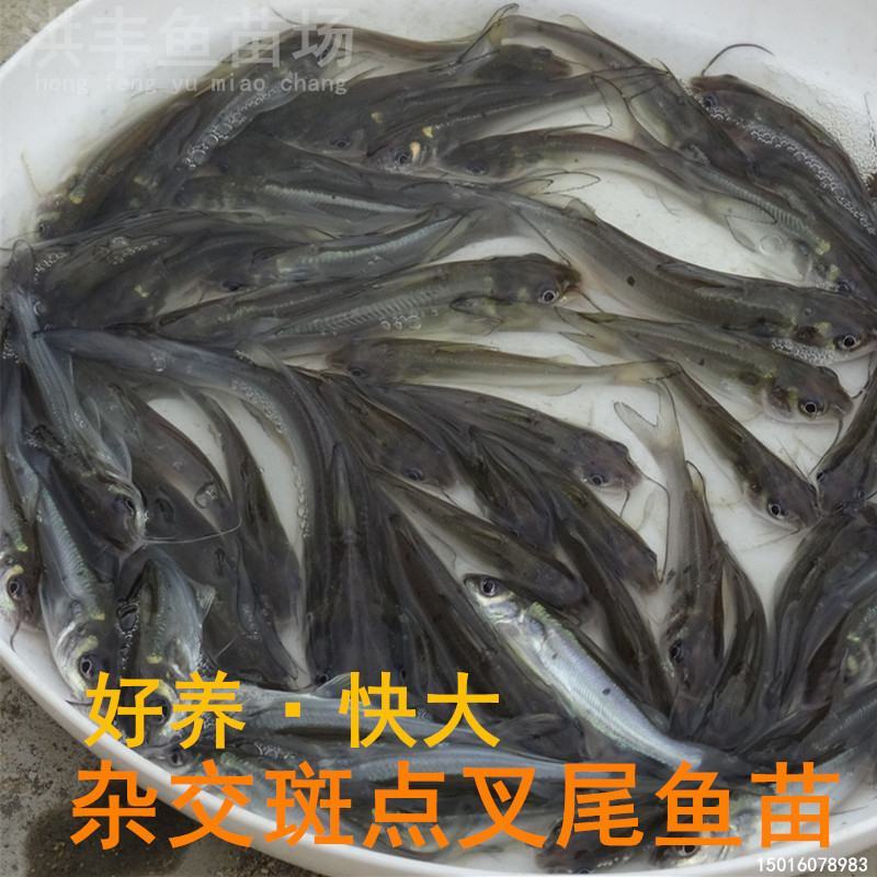 优质叉尾鱼苗、斑点叉尾鮰鱼苗直发、渔场直发包邮