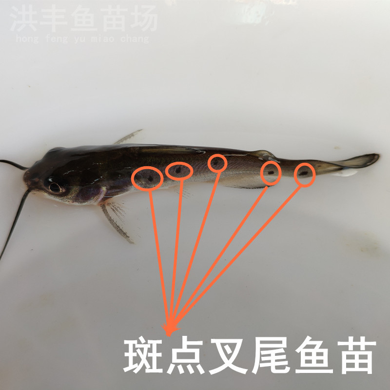 优质叉尾鱼苗、斑点叉尾鮰鱼苗直发、渔场直发包邮