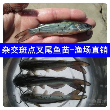 优质叉尾鱼苗、斑点叉尾鮰鱼苗直发、渔场直发包邮