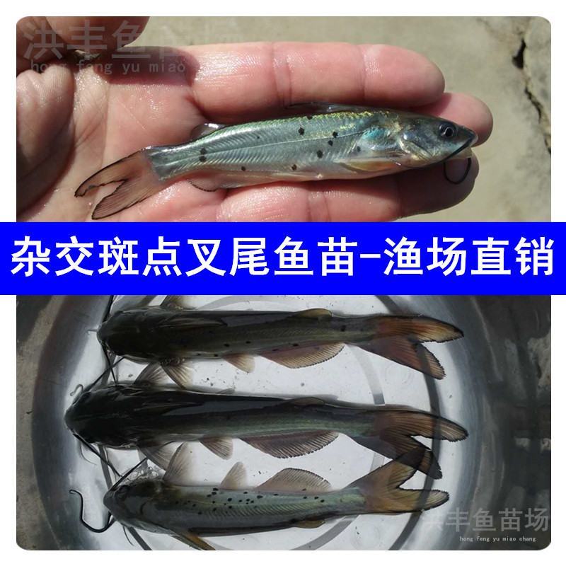 优质叉尾鱼苗、斑点叉尾鮰鱼苗直发、渔场直发包邮