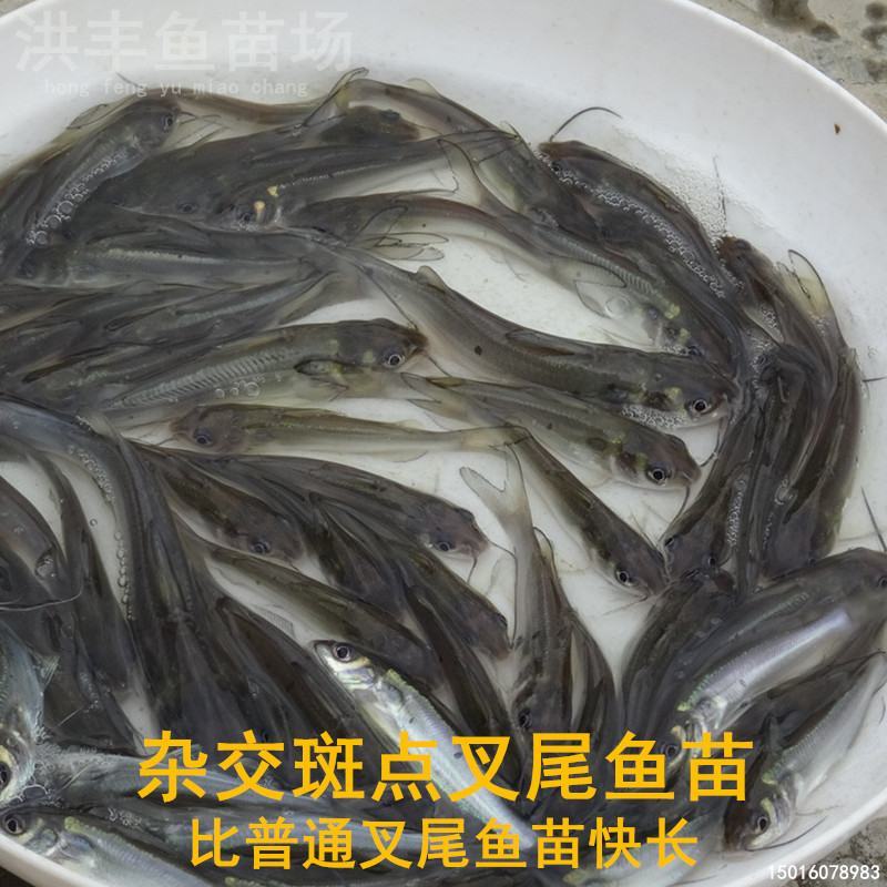 优质叉尾鱼苗、斑点叉尾鮰鱼苗直发、渔场直发包邮
