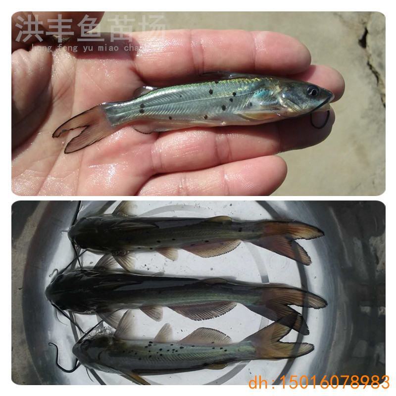 优质叉尾鱼苗、斑点叉尾鮰鱼苗直发、渔场直发包邮