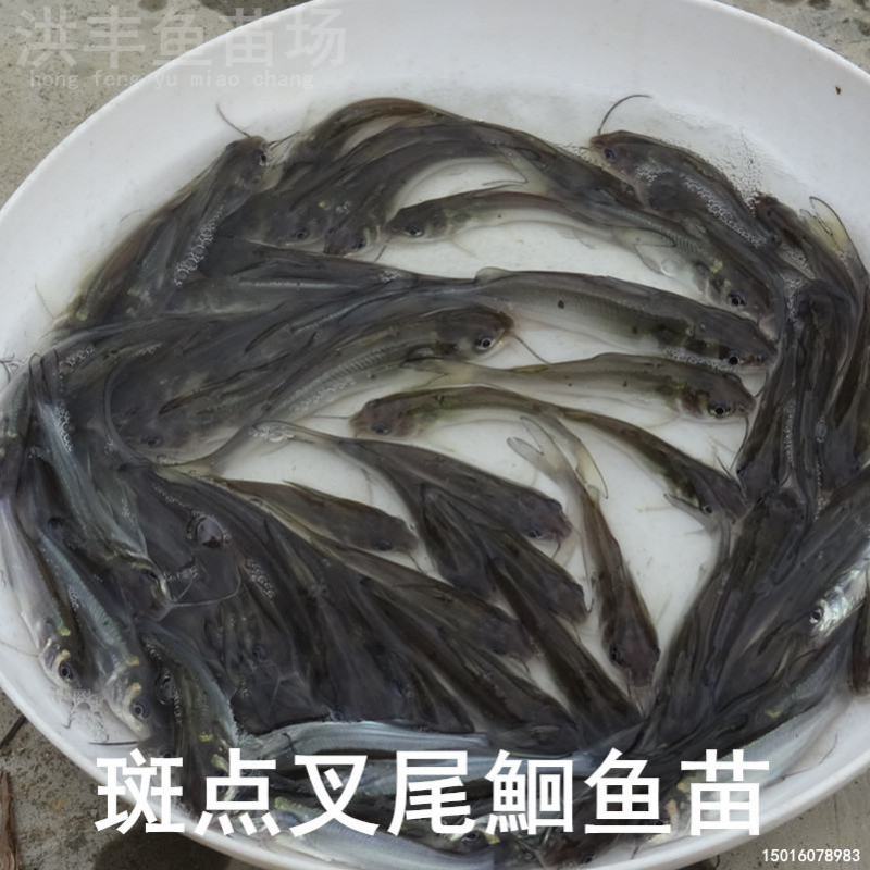 优质叉尾鱼苗、斑点叉尾鮰鱼苗直发、渔场直发包邮