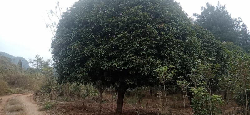 大量供应各种大小精品桂花苗（嫁接包心桂）