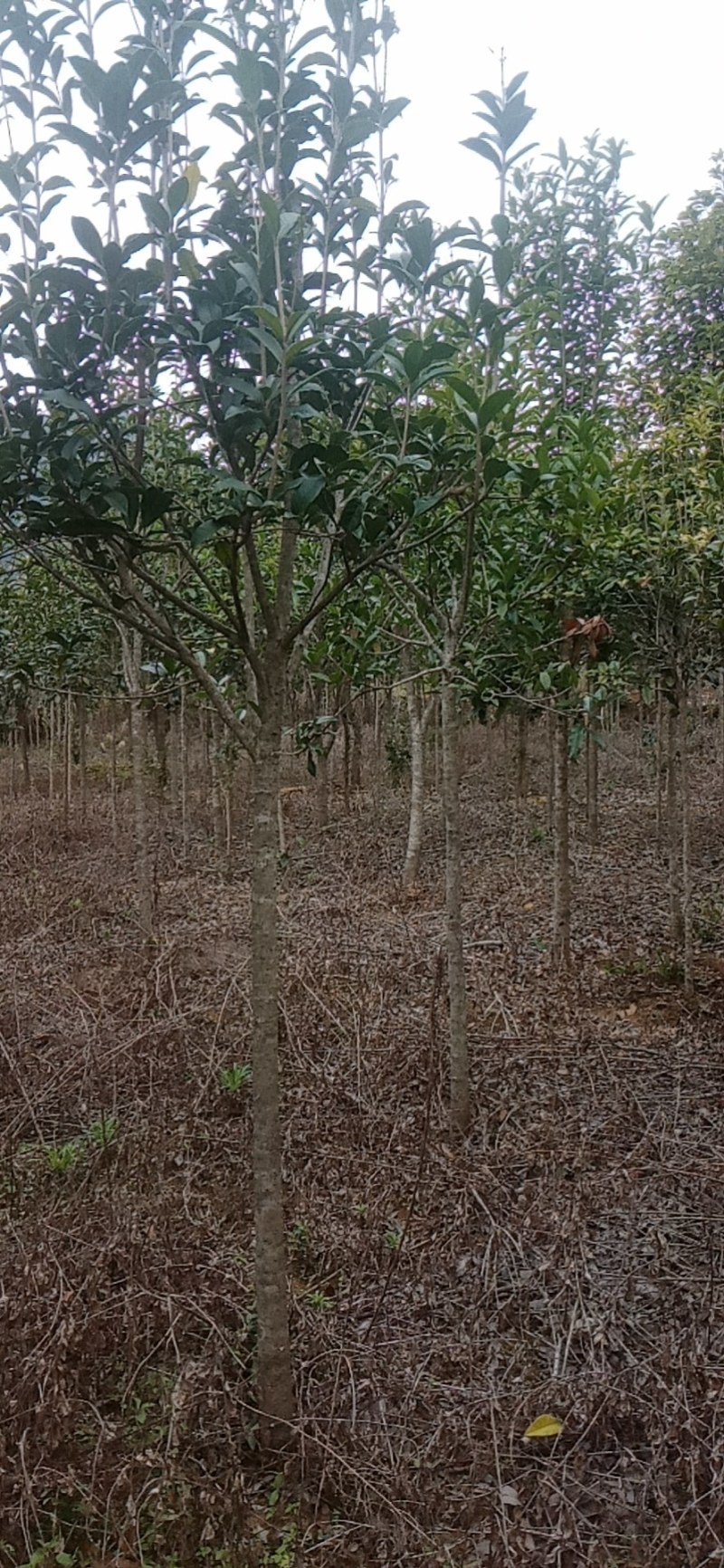 大量供应各种大小精品桂花苗（嫁接包心桂）