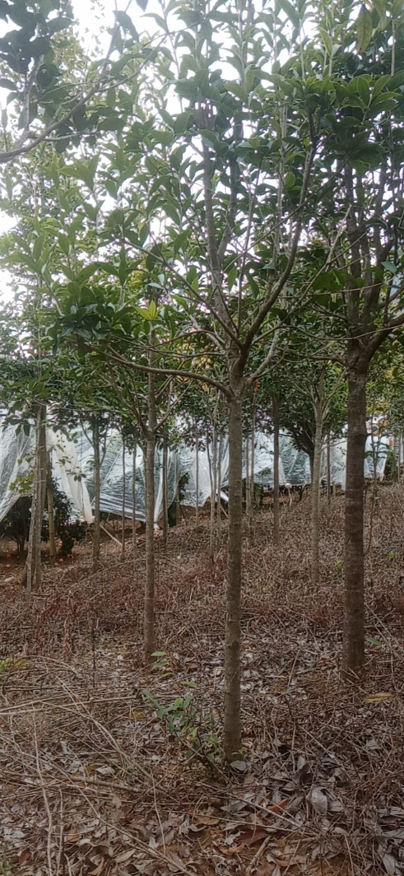 大量供应各种大小精品桂花苗（嫁接包心桂）