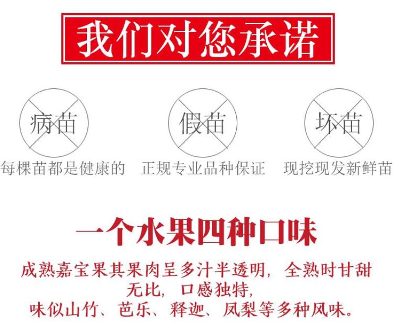嘉宝果苗台湾四季早生红妃艾斯卡红猩树葡萄苗珍稀名贵盆栽果