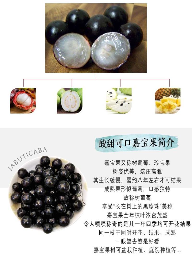 嘉宝果苗台湾四季早生红妃艾斯卡红猩树葡萄苗珍稀名贵盆栽果