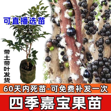 嘉宝果苗台湾四季早生红妃艾斯卡红猩树葡萄苗珍稀名贵盆栽果