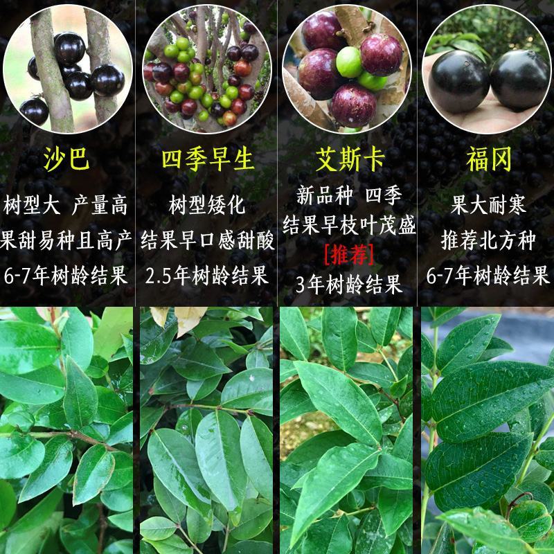 嘉宝果苗台湾四季早生红妃艾斯卡红猩树葡萄苗珍稀名贵盆栽果