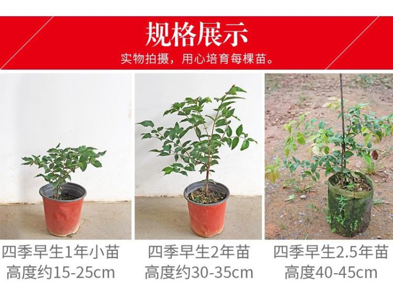 嘉宝果树苗树葡萄苗正宗台湾树葡萄沙巴四季南北种植当年结果