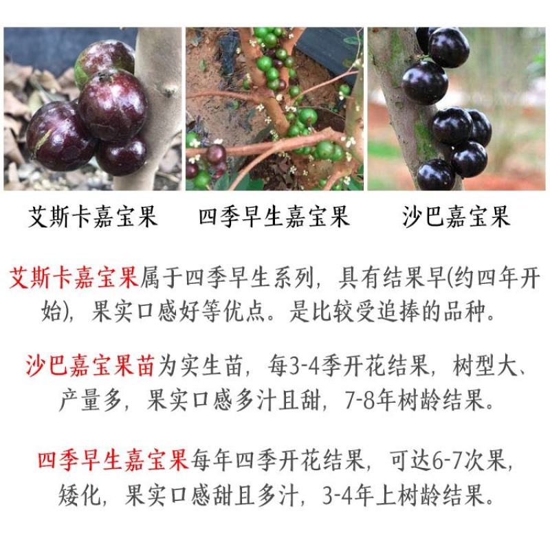 嘉宝果树苗树葡萄苗正宗台湾树葡萄沙巴四季南北种植当年结果