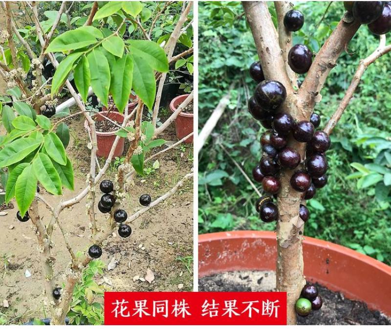 嘉宝果树苗树葡萄苗正宗台湾树葡萄沙巴四季南北种植当年结果