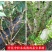 嘉宝果树苗树葡萄苗正宗台湾树葡萄沙巴四季南北种植当年结果
