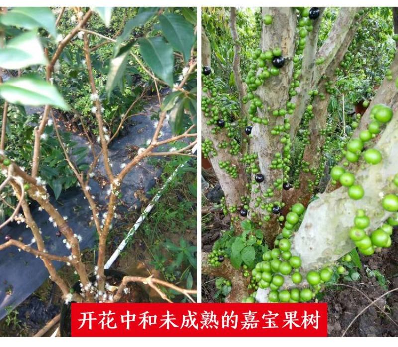 嘉宝果树苗树葡萄苗正宗台湾树葡萄沙巴四季南北种植当年结果