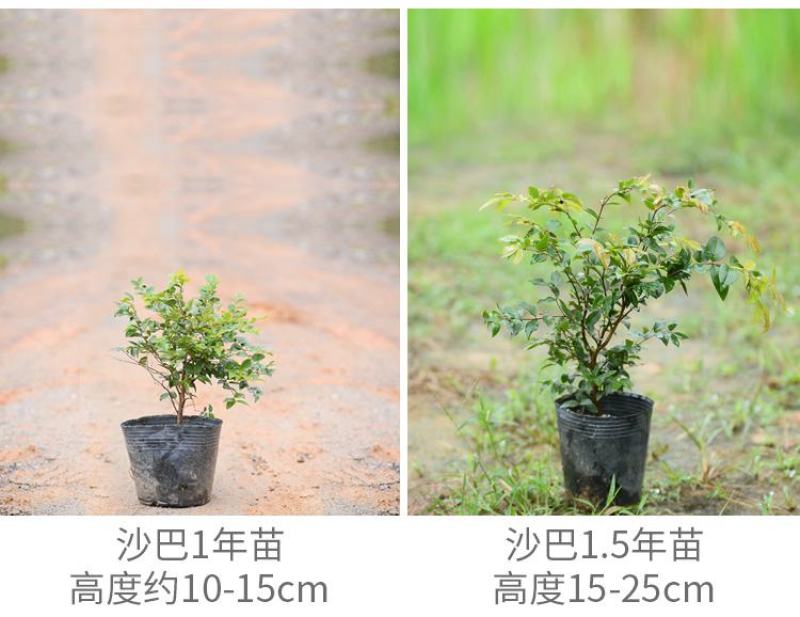 嘉宝果树苗树葡萄苗正宗台湾树葡萄沙巴四季南北种植当年结果