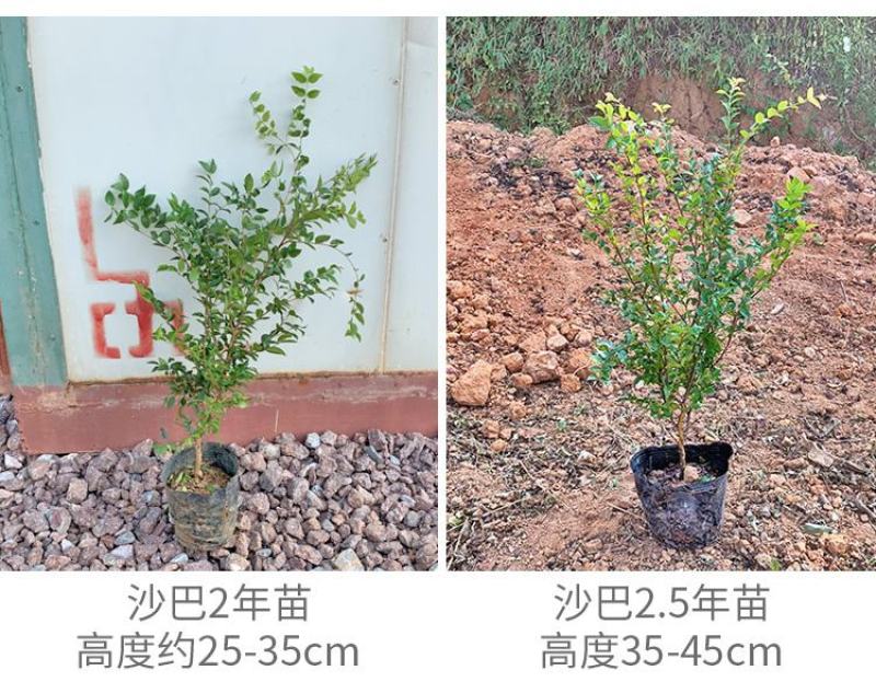 嘉宝果树苗树葡萄苗正宗台湾树葡萄沙巴四季南北种植当年结果