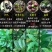 嘉宝果树苗树葡萄苗正宗台湾树葡萄沙巴四季南北种植当年结果