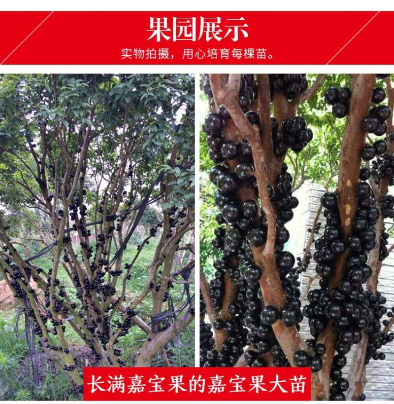 嘉宝果树苗树葡萄苗正宗台湾树葡萄沙巴四季南北种植当年结果