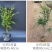 嘉宝果树苗树葡萄苗正宗台湾树葡萄沙巴四季南北种植当年结果