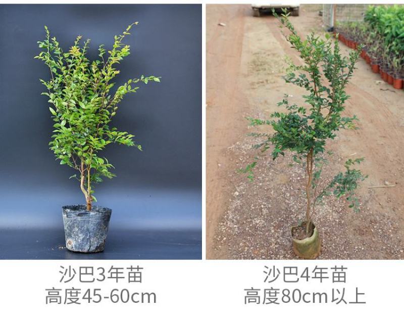 嘉宝果树苗树葡萄苗正宗台湾树葡萄沙巴四季南北种植当年结果