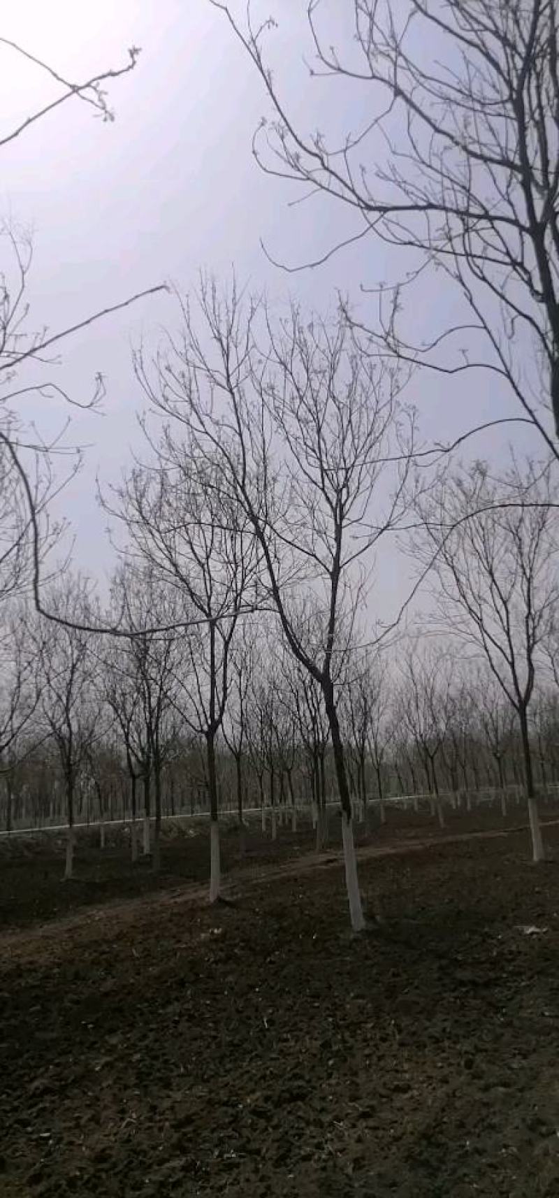 北栾10到20公分的。一手货源，基地现挖树，保质保量。