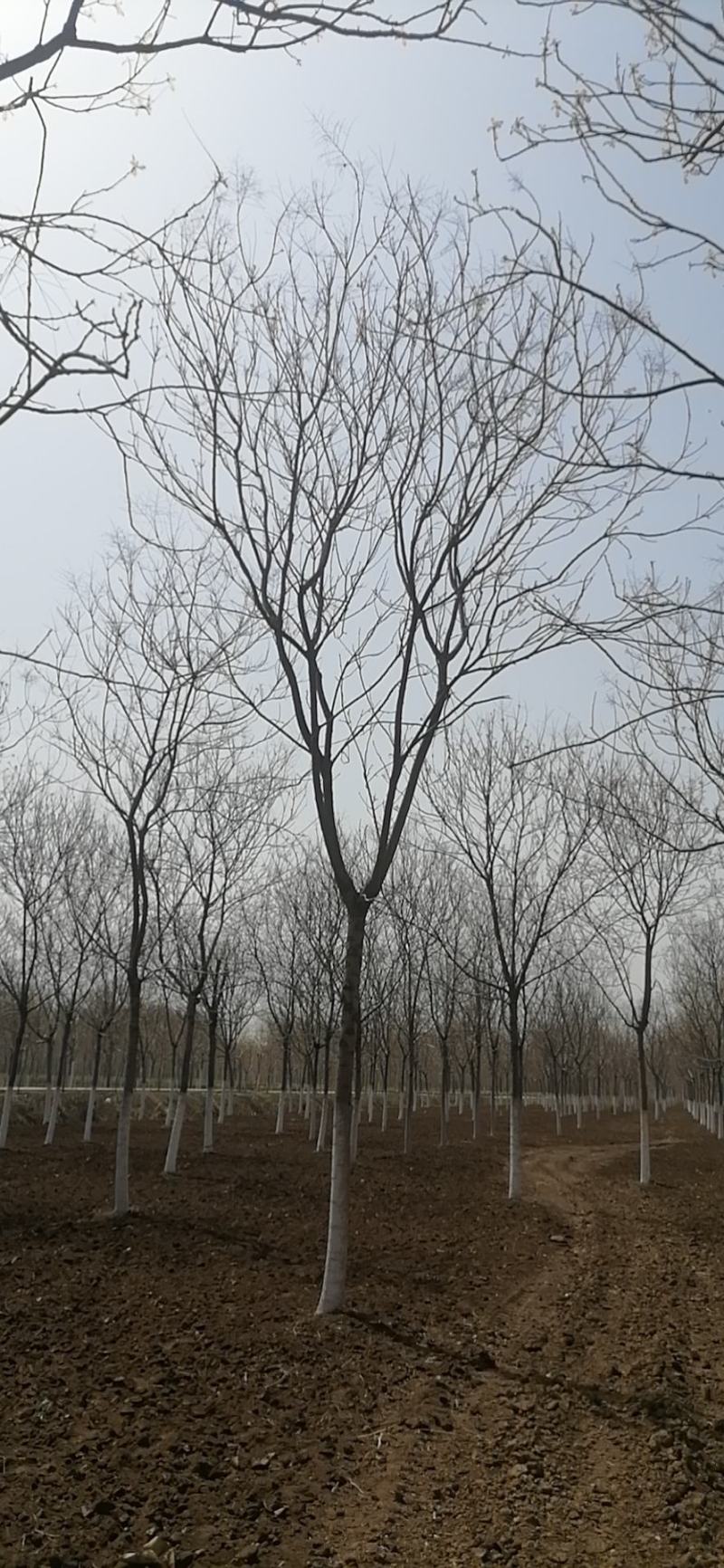 北栾10到20公分的。一手货源，基地现挖树，保质保量。