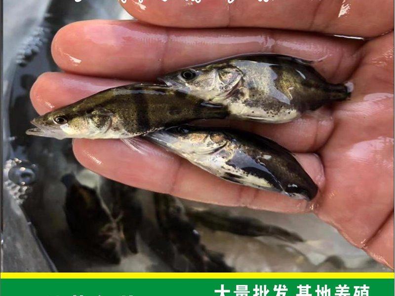 鳜鱼苗桂花鱼…实力商家全国发货包成活率教会技术